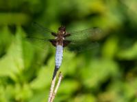 Plattbauch Libelle Männchen